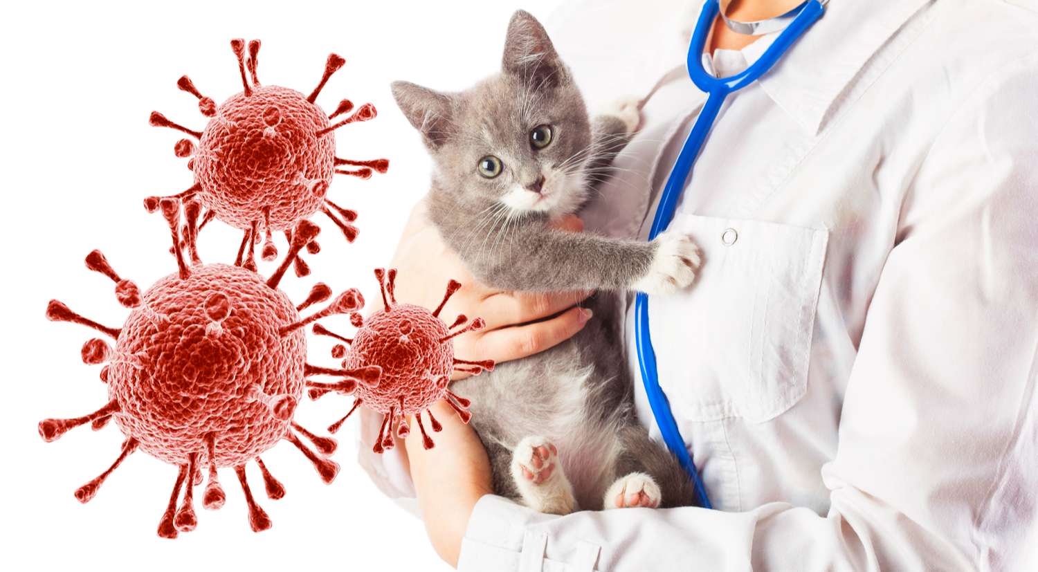 вирусные инфекции у кошек