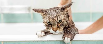 почему кошки не любят воду