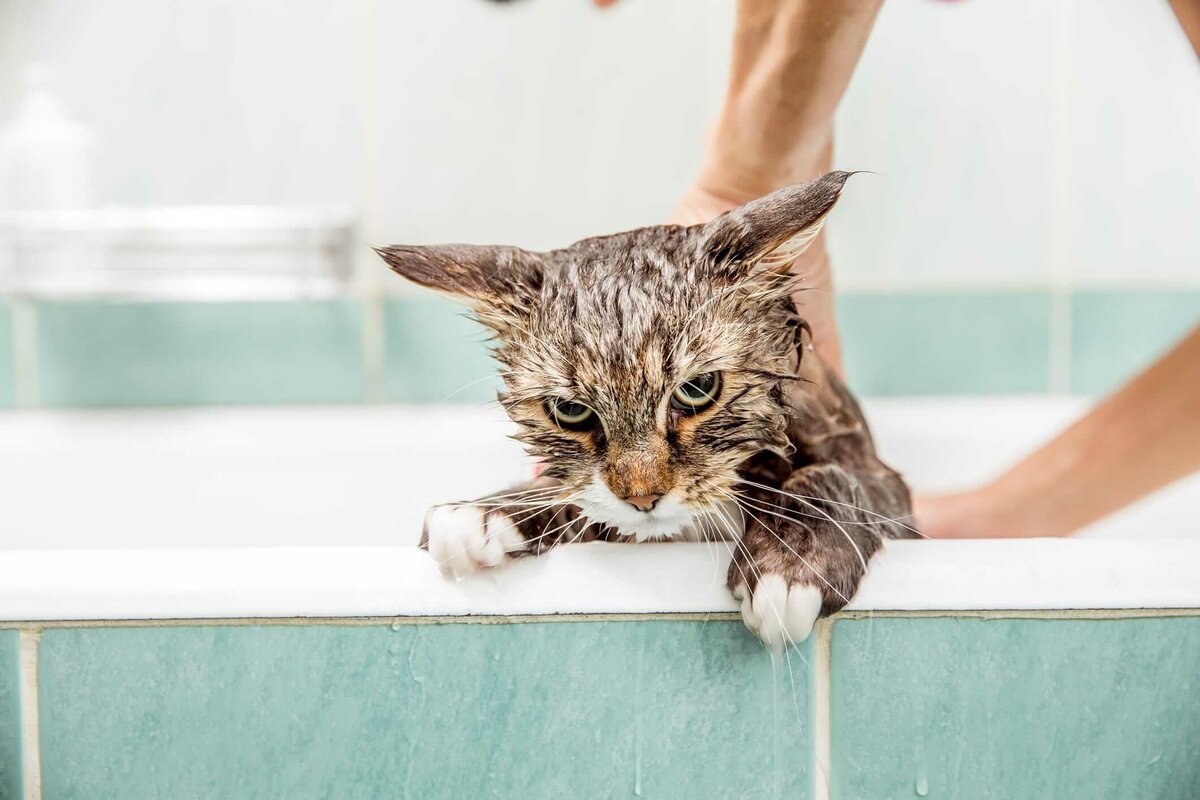 почему кошки не любят воду